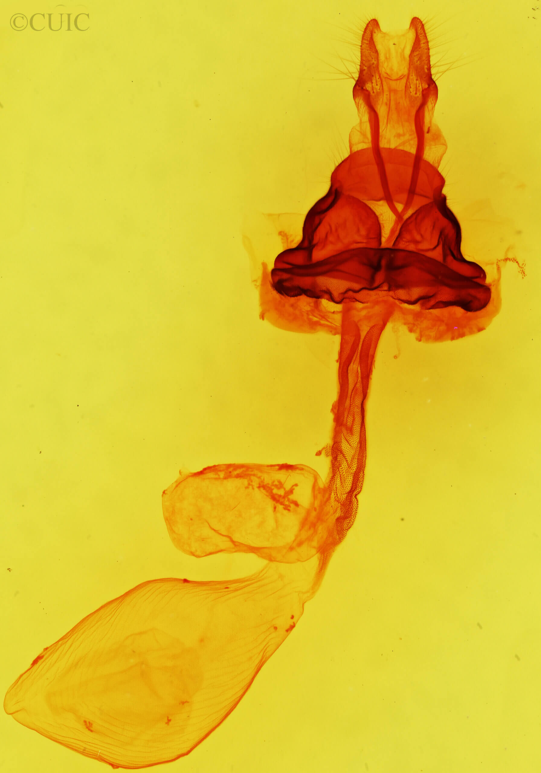 genitalia view of adult Hexorthodes accurata