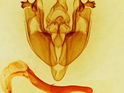 genitalia view of adult Hexorthodes accurata