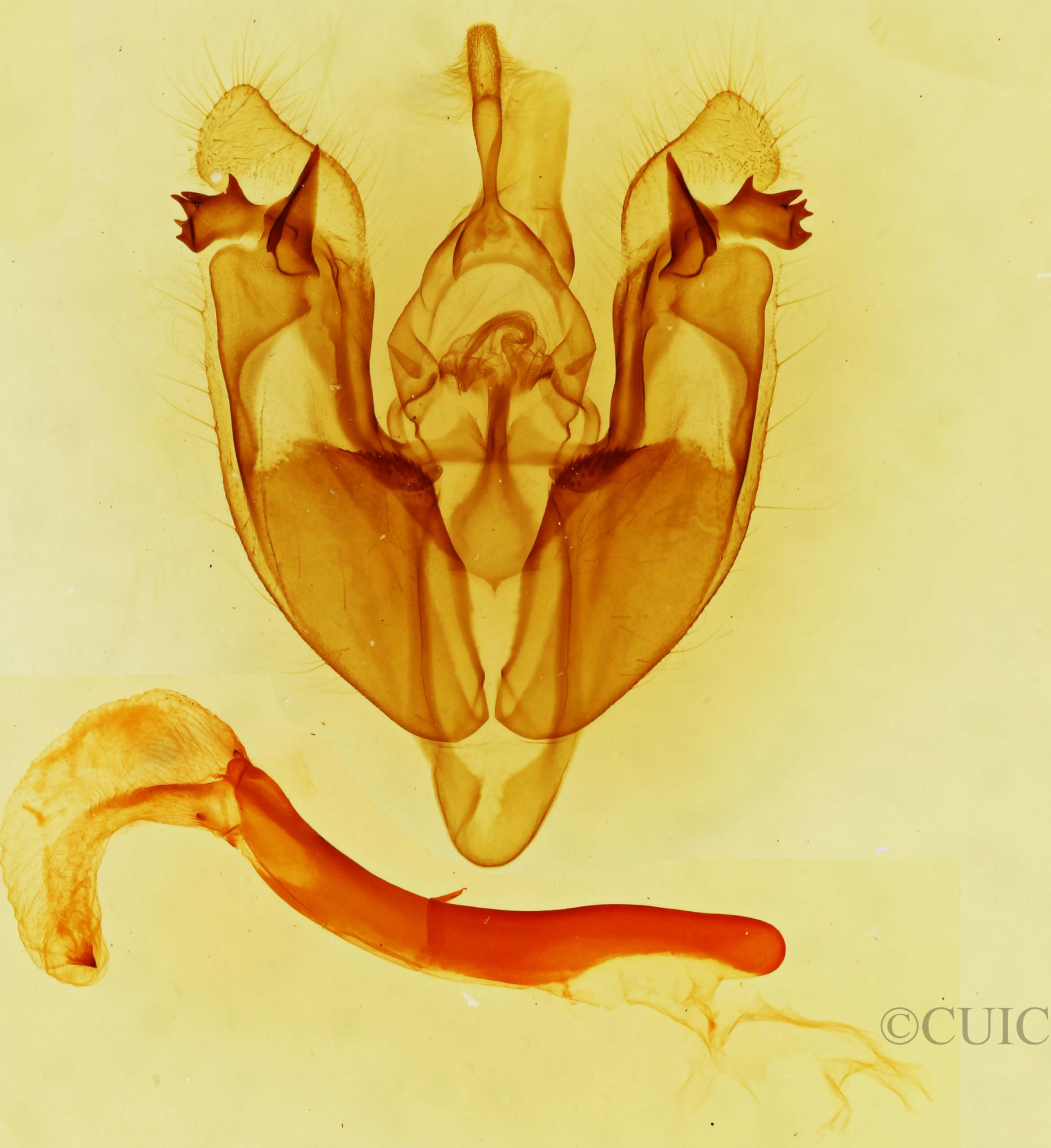 genitalia view of adult Hexorthodes accurata