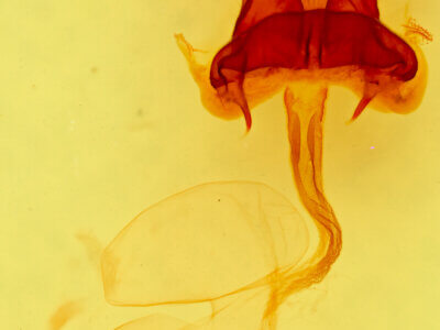 genitalia view of adult Hexorthodes accurata