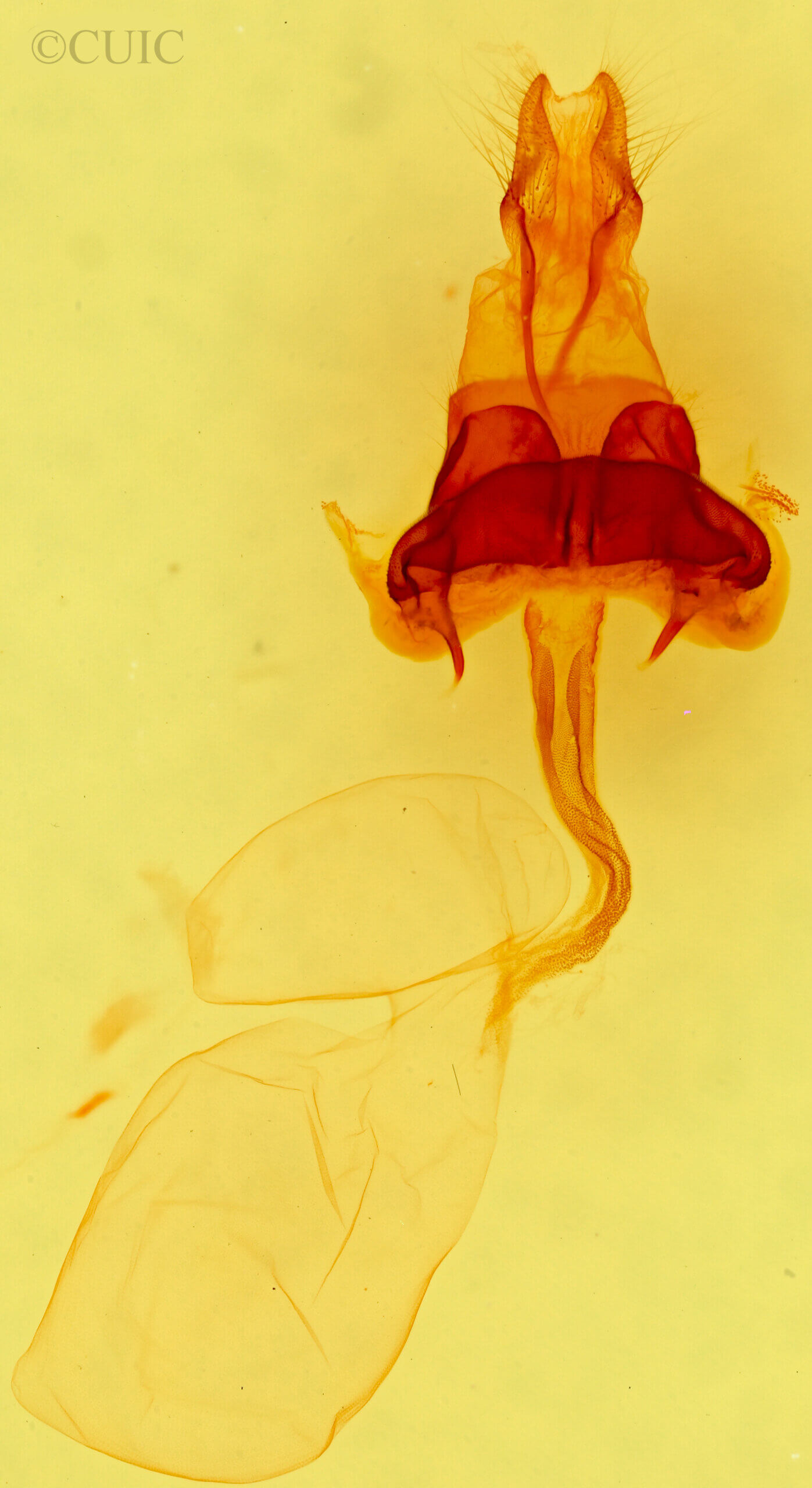genitalia view of adult Hexorthodes accurata