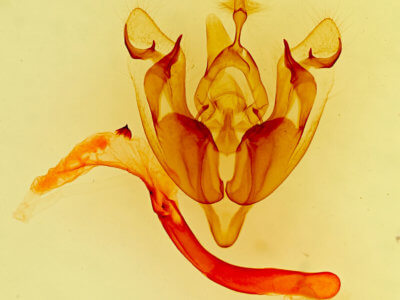 genitalia view of adult Hexorthodes citeria