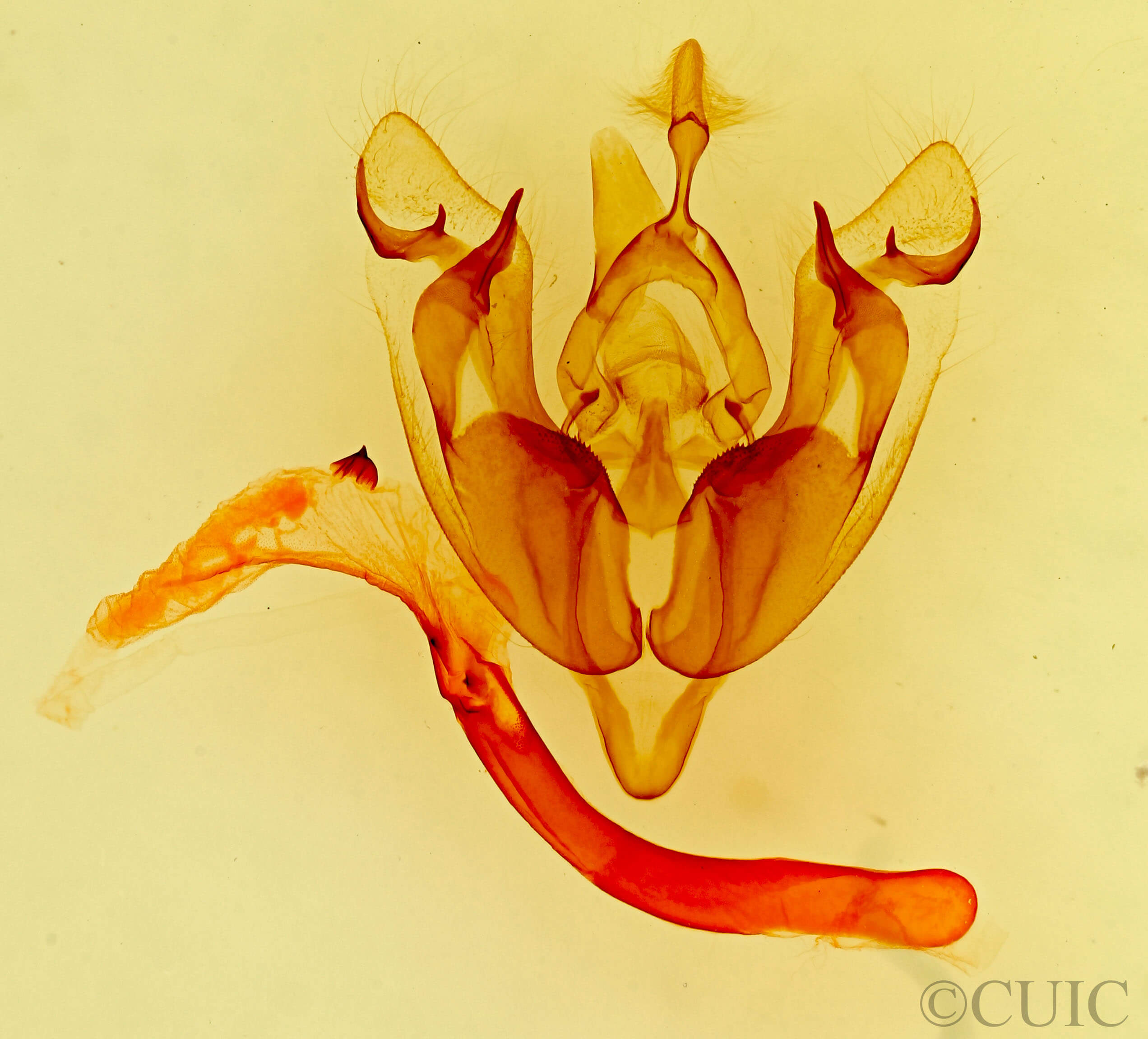 genitalia view of adult Hexorthodes citeria