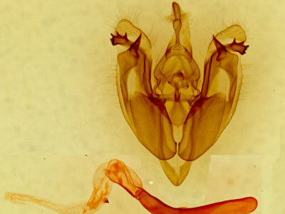 genitalia view of adult Hexorthodes accurata