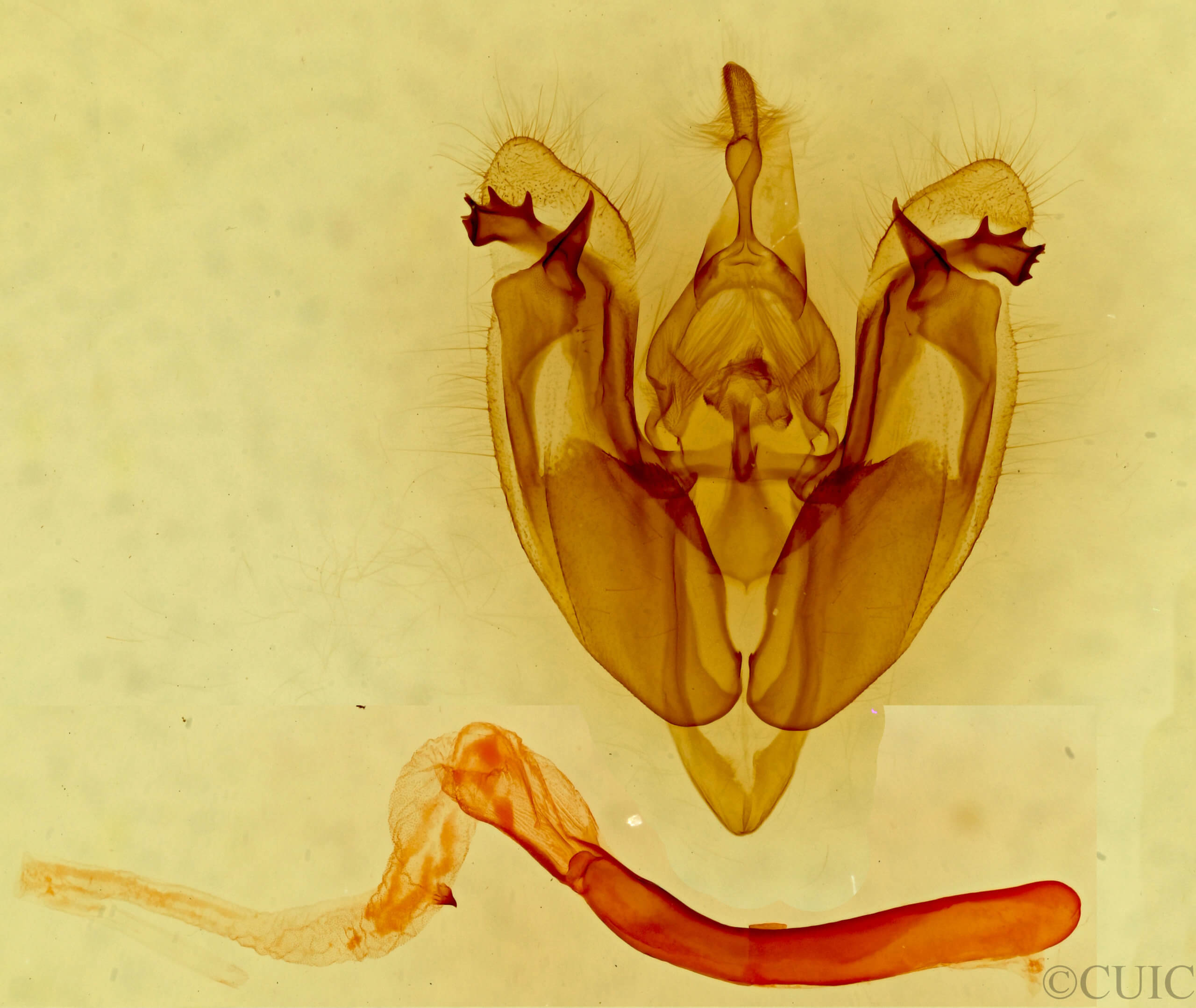 genitalia view of adult Hexorthodes accurata