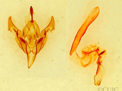 genitalia view of adult Perigonica pectinata punctilinea