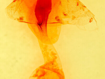 genitalia view of adult Perigonica pectinata punctilinea