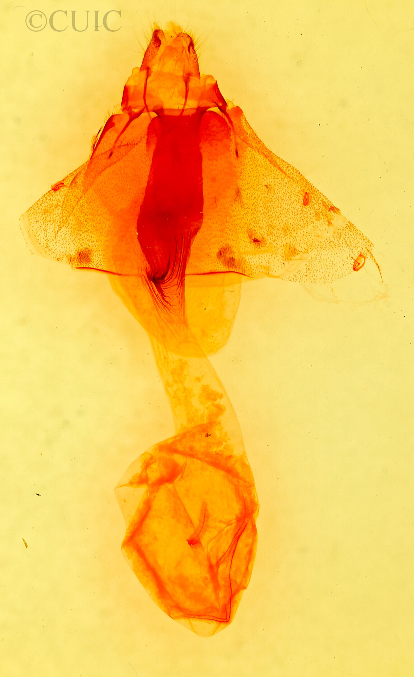 genitalia view of adult Perigonica pectinata punctilinea