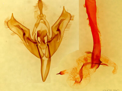 genitalia view of adult Orthosia terminata