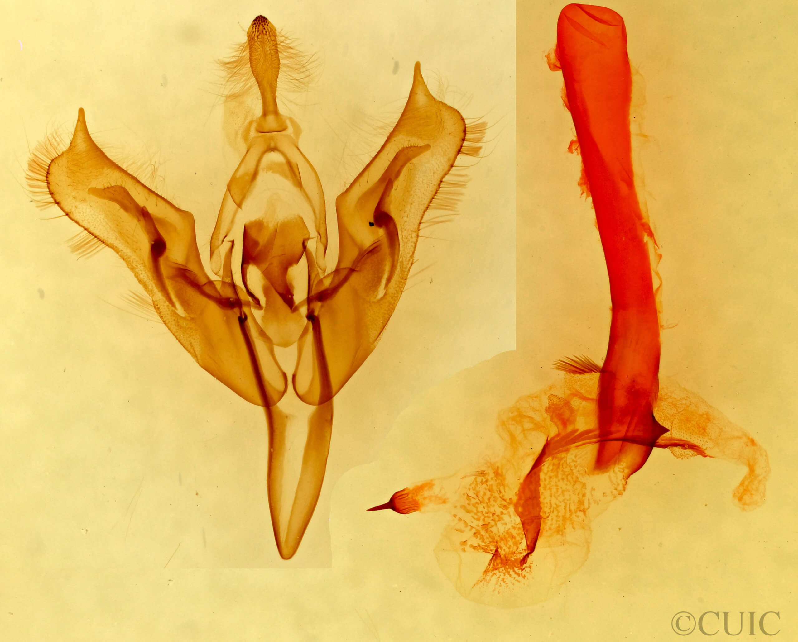 genitalia view of adult Orthosia terminata