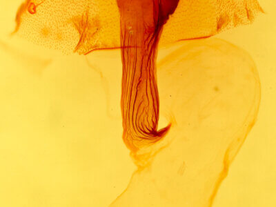 genitalia view of adult Orthosia  terminata