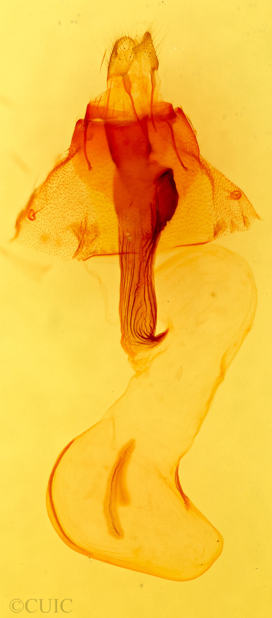 genitalia view of adult Orthosia  terminata