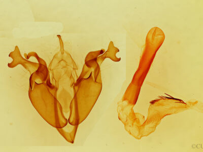 genitalia view of adult Orthosia  terminata