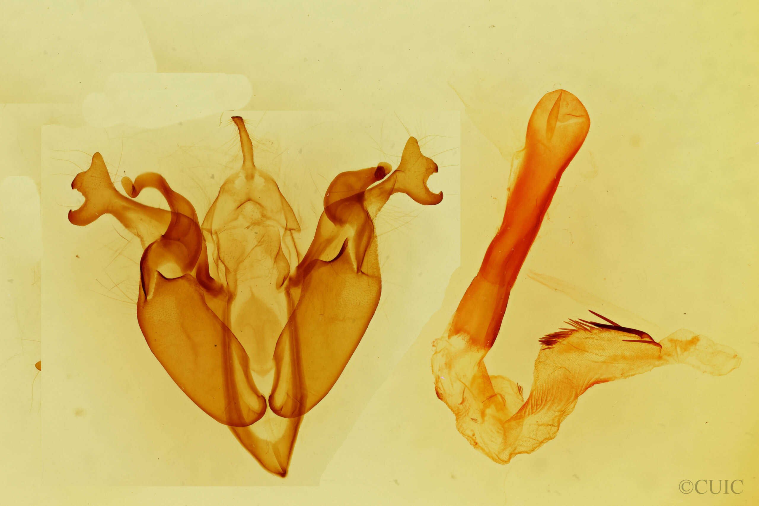 genitalia view of adult Orthosia  terminata