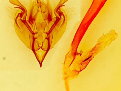 genitalia view of adult Perigonica fulminans