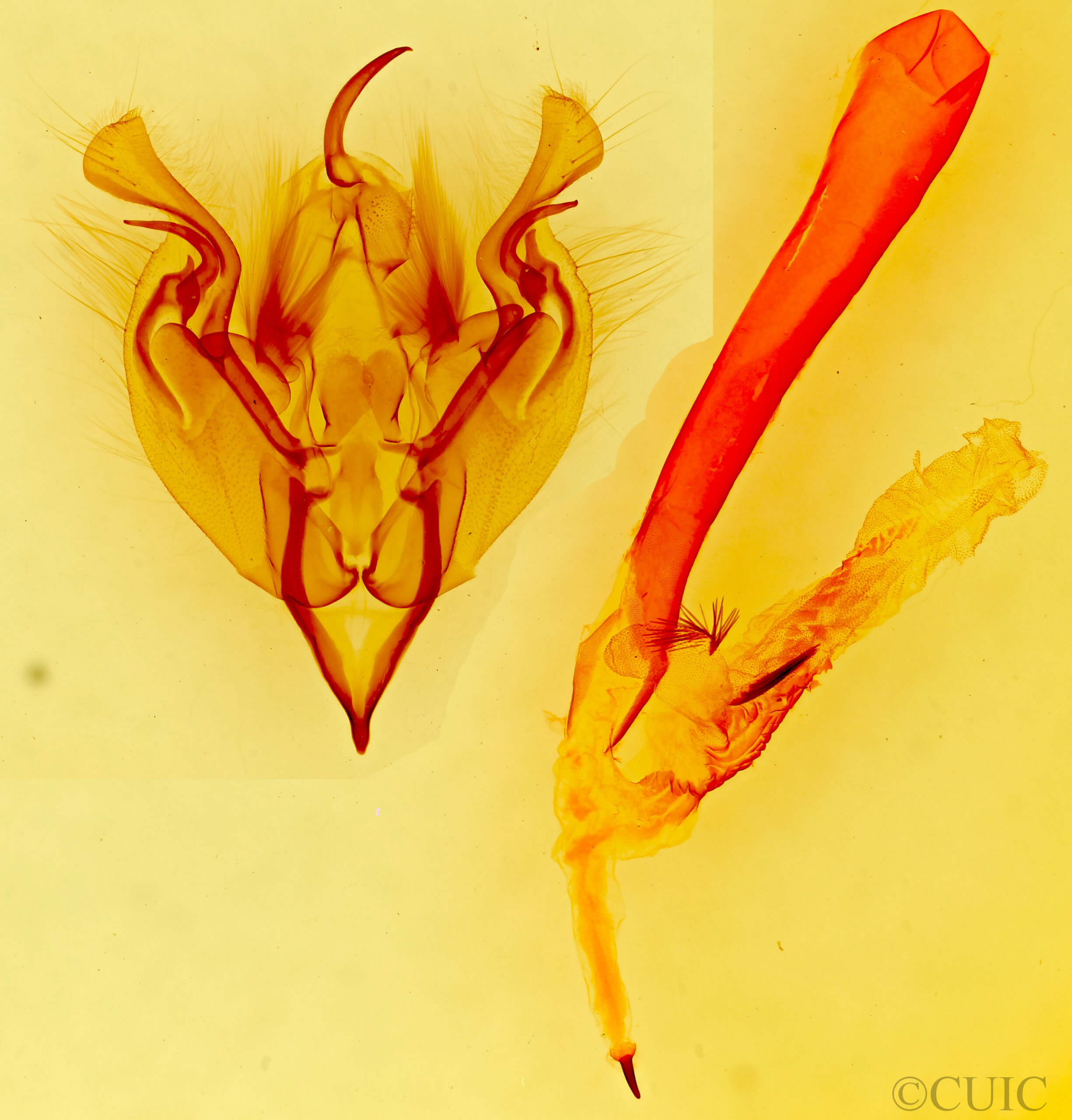 genitalia view of adult Perigonica fulminans