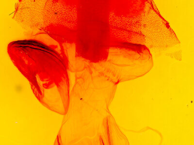 genitalia view of adult Perigonica fulminans