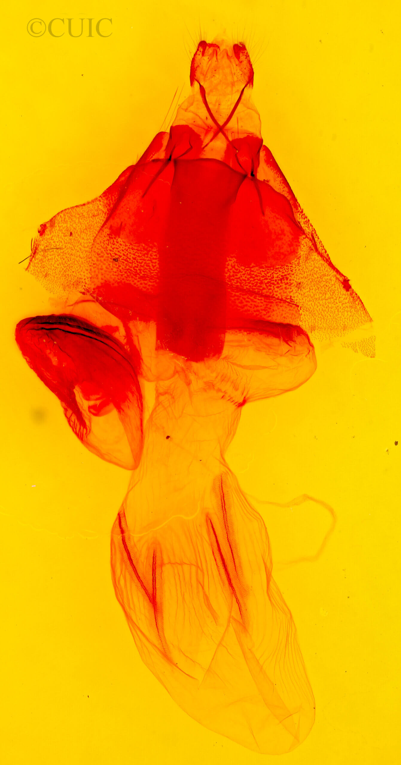 genitalia view of adult Perigonica fulminans