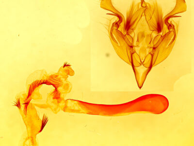 genitalia view of adult Perigonica tertia