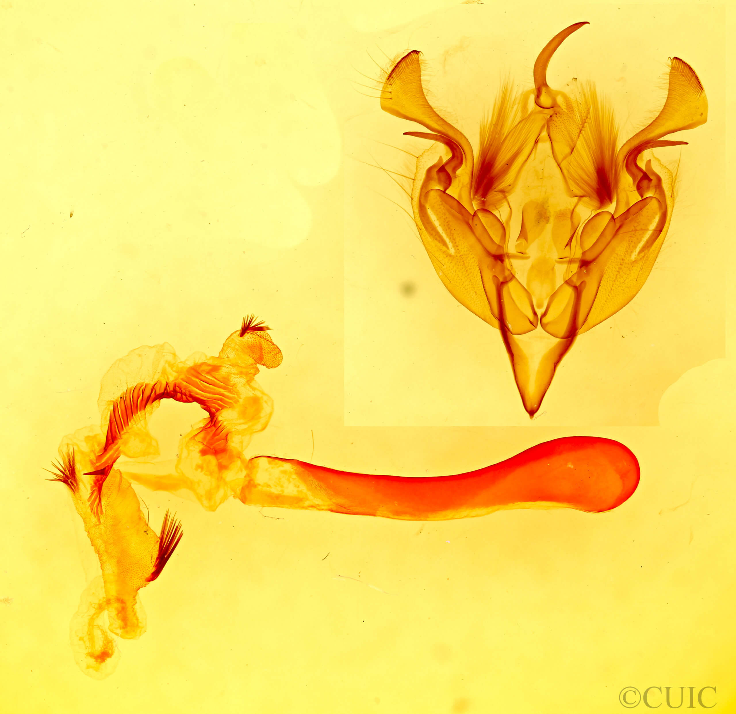 genitalia view of adult Perigonica tertia