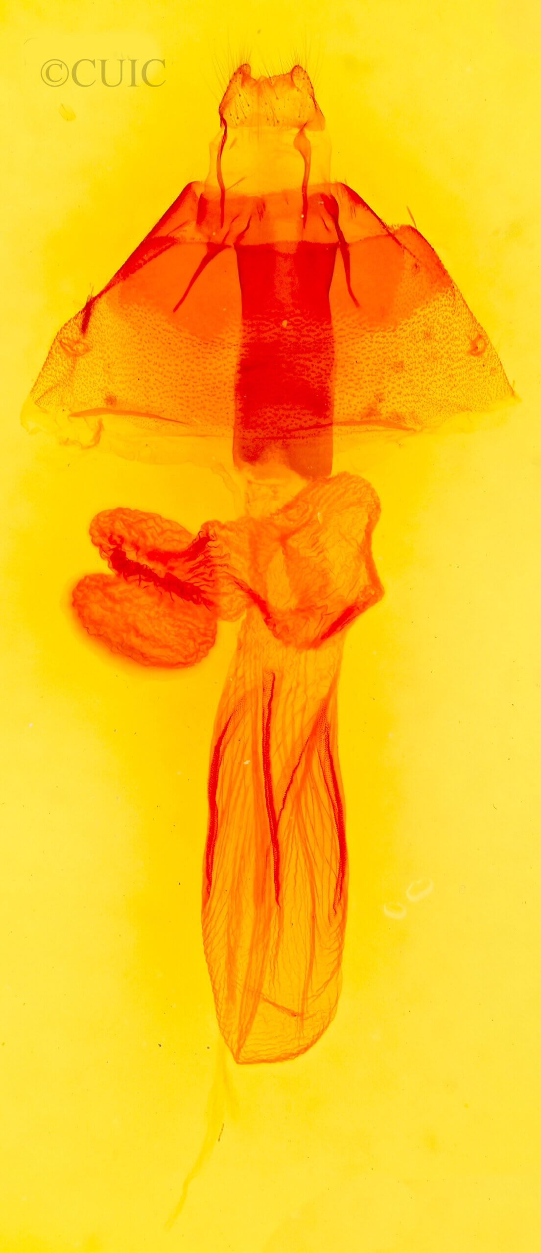 genitalia view of adult Perigonica tertia