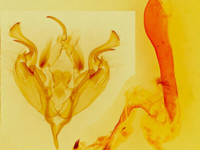 genitalia view of adult Perigonica angulata