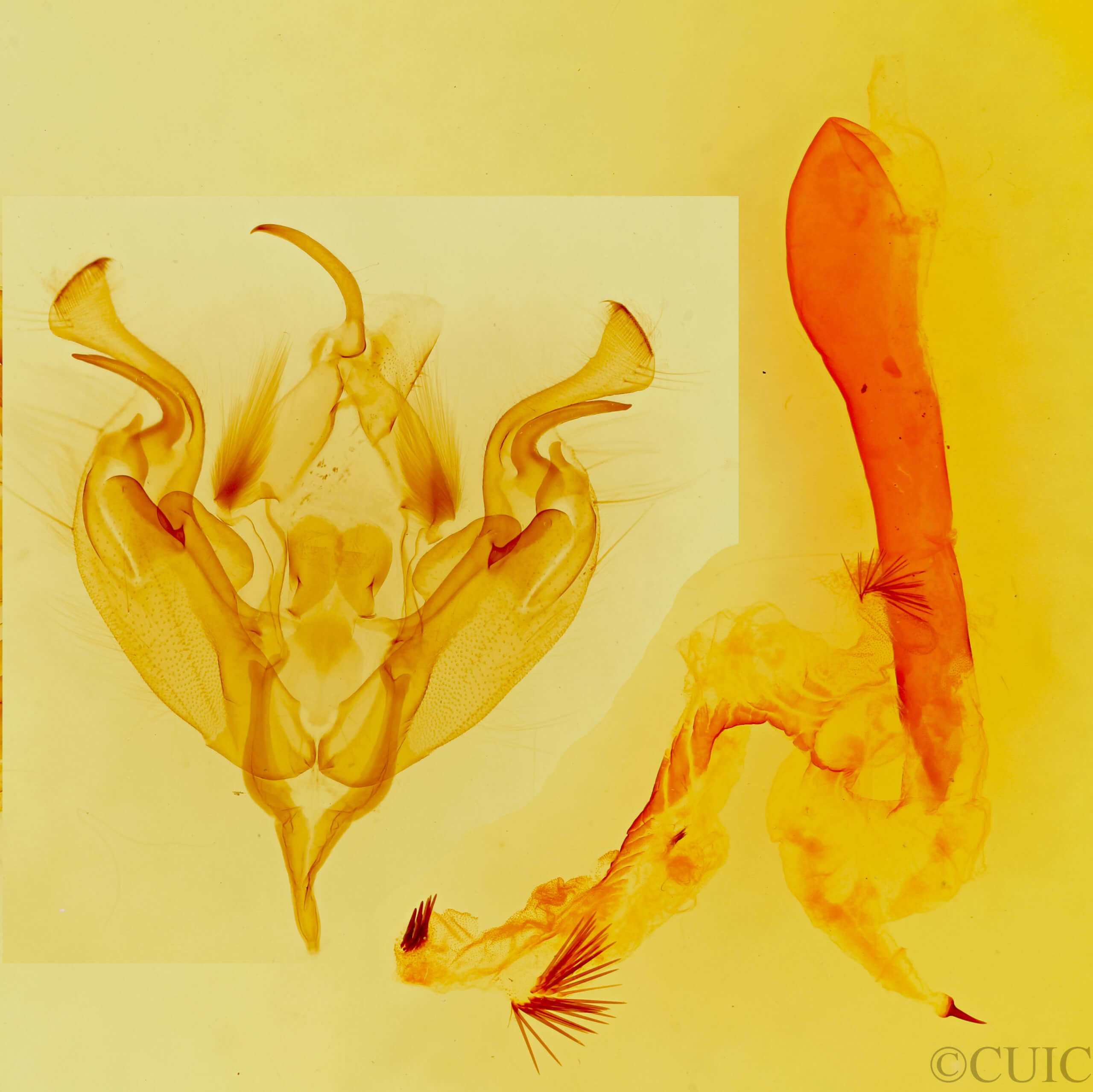 genitalia view of adult Perigonica angulata