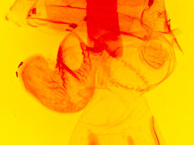 genitalia view of adult Perigonica angulata