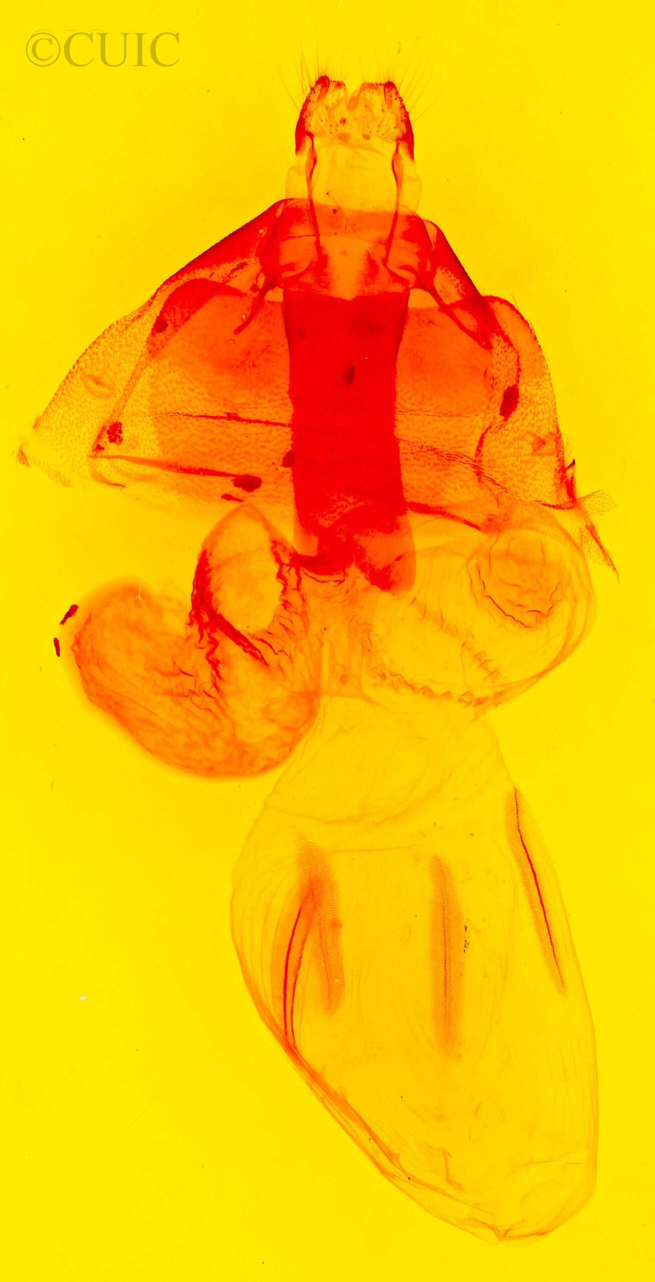 genitalia view of adult Perigonica angulata