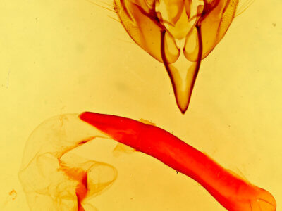 genitalia view of adult Perigonica pectinata
