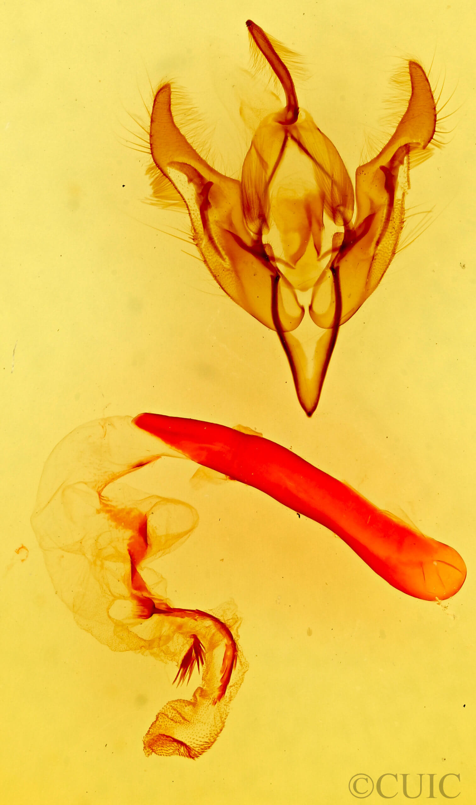 genitalia view of adult Perigonica pectinata