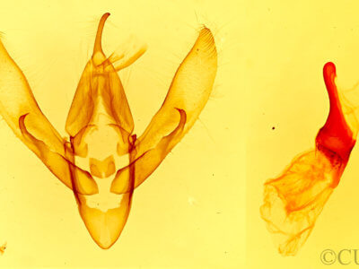 genitalia view of adult Gerra sevorsa