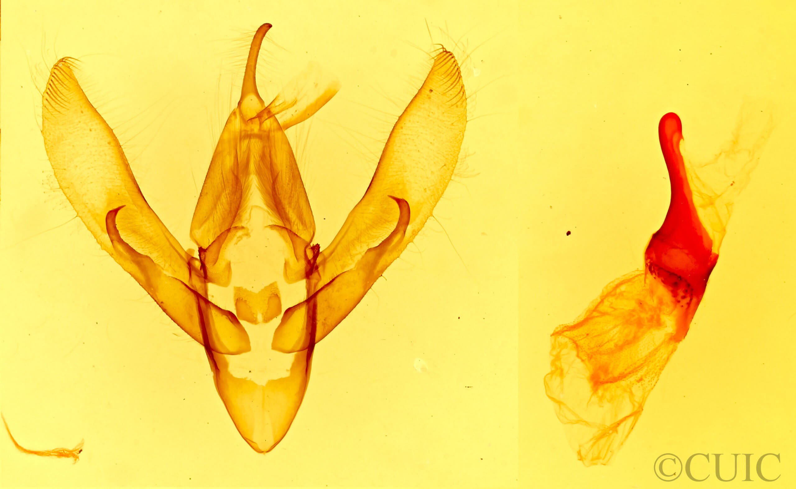 genitalia view of adult Gerra sevorsa