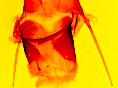 genitalia view of adult Gerra sevorsa 