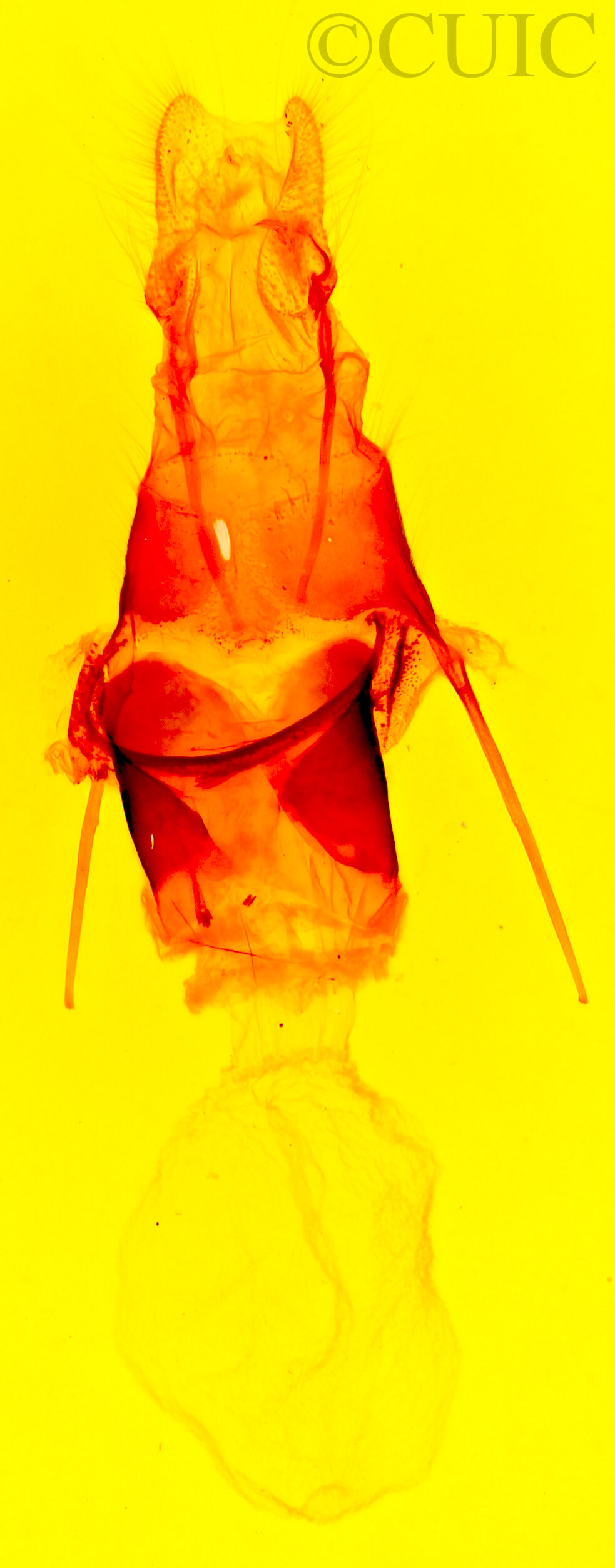 genitalia view of adult Gerra sevorsa 