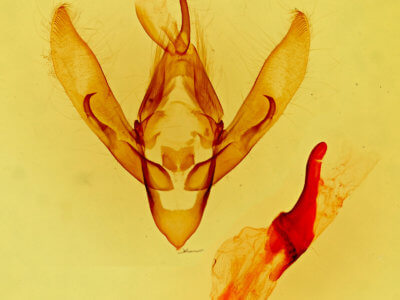 genitalia view of adult Gerra sevorsa