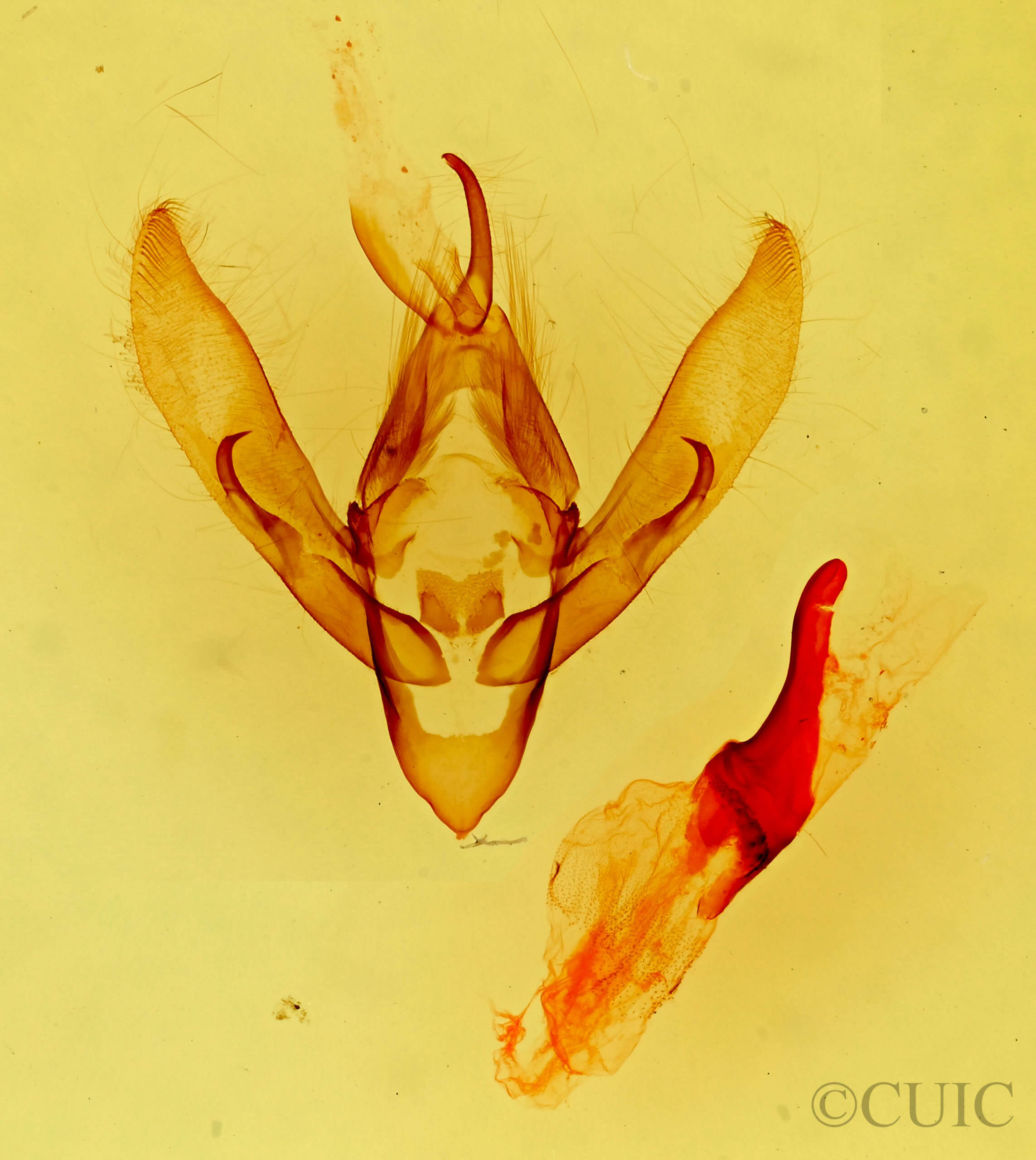 genitalia view of adult Gerra sevorsa