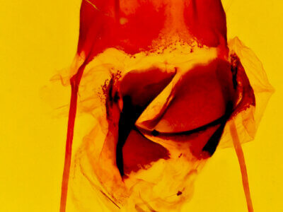 genitalia view of adult Gerra sevorsa