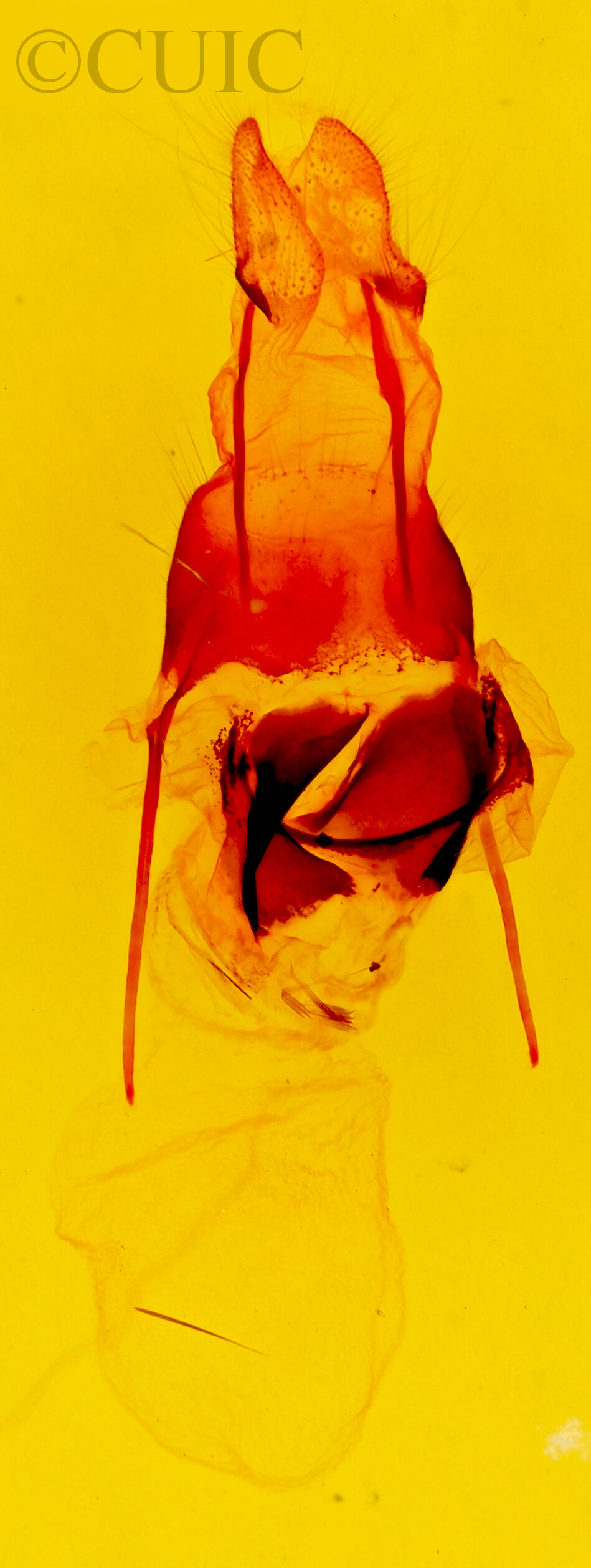genitalia view of adult Gerra sevorsa