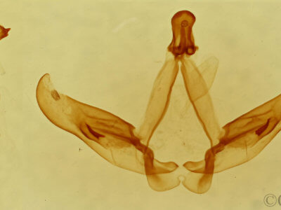 genitalia view of adult Astiptodonta wymola