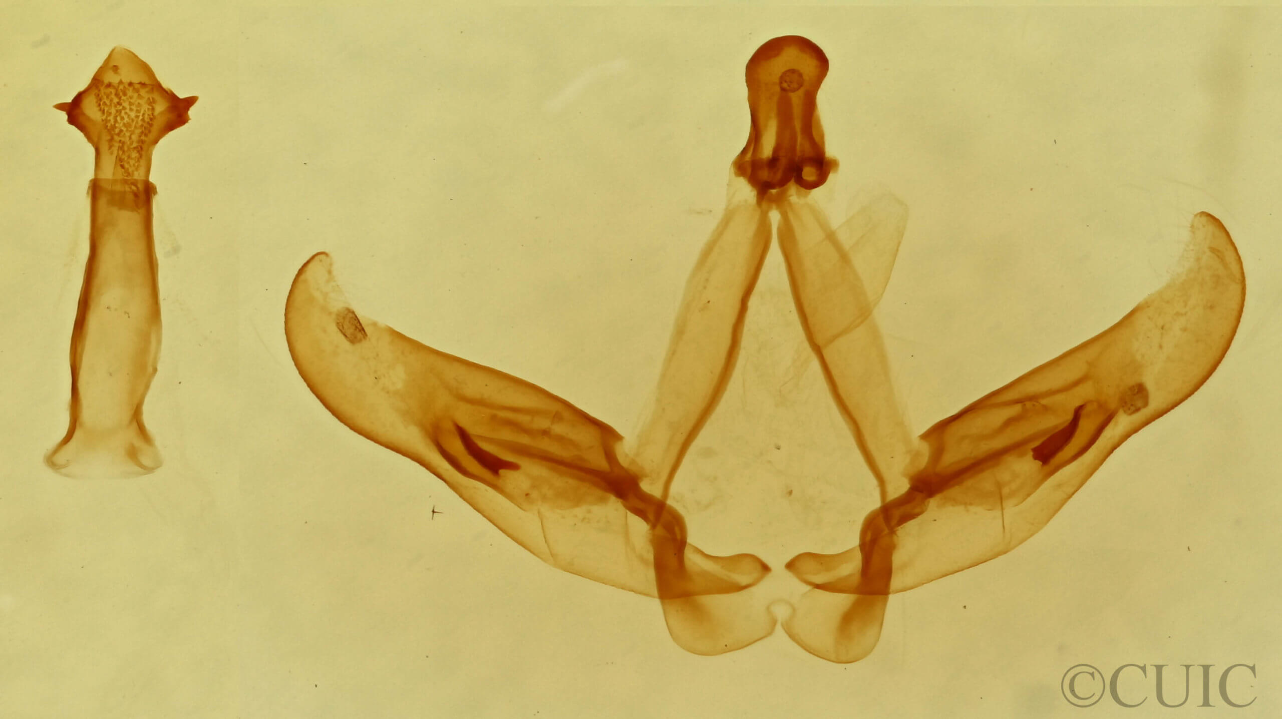 genitalia view of adult Astiptodonta wymola