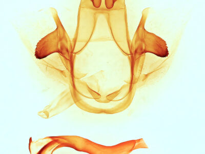 genitalia view of adult Cecrita geronimo