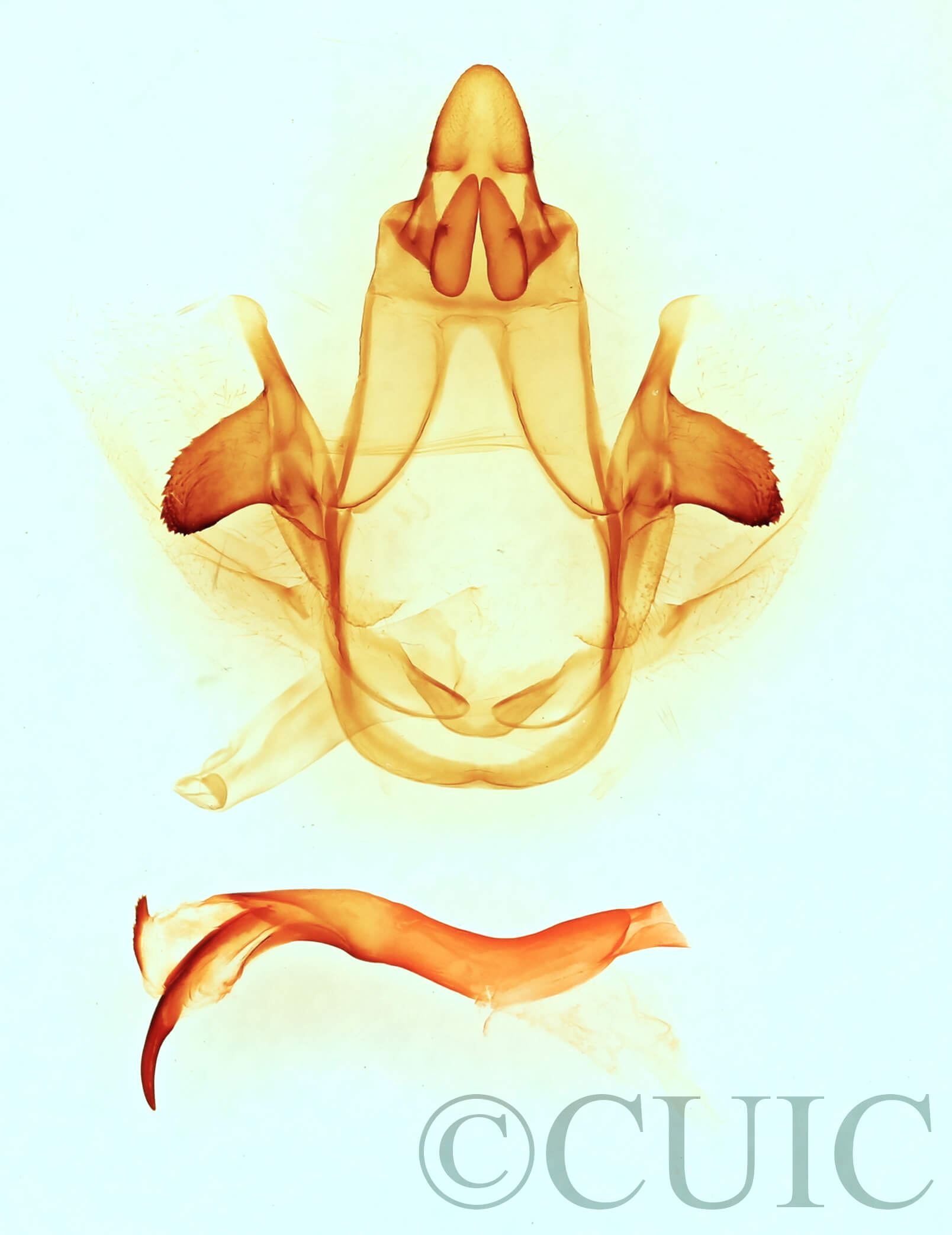 genitalia view of adult Cecrita geronimo