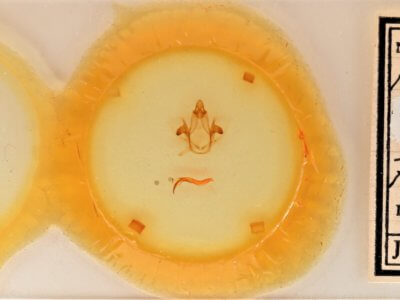 slide view of adult Cecrita geronimo