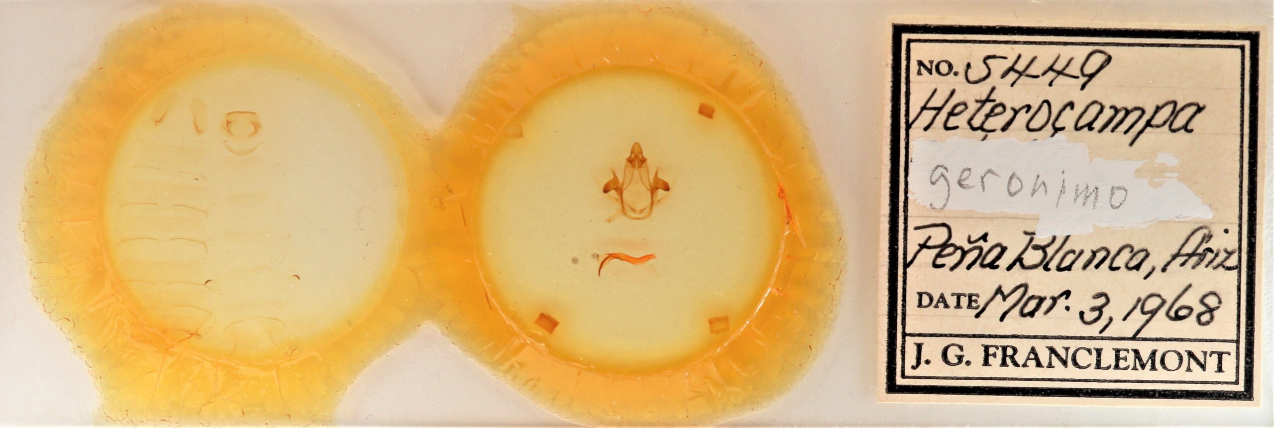 slide view of adult Cecrita geronimo