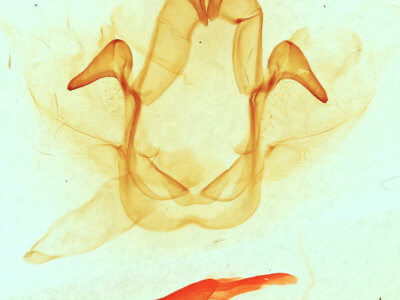 genitalia view of adult Cecrita incongrua