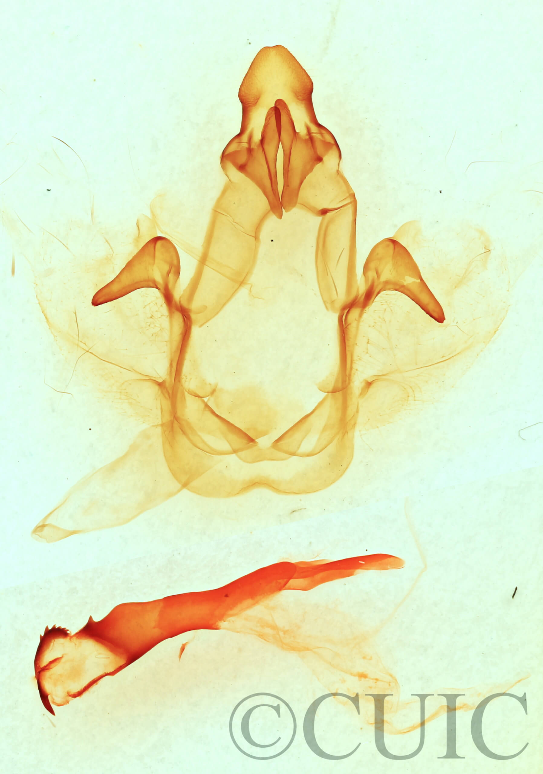 genitalia view of adult Cecrita incongrua