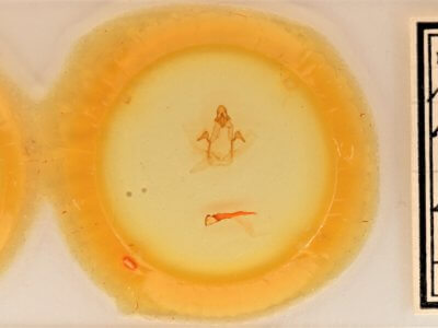 slide view of adult Cecrita incongrua