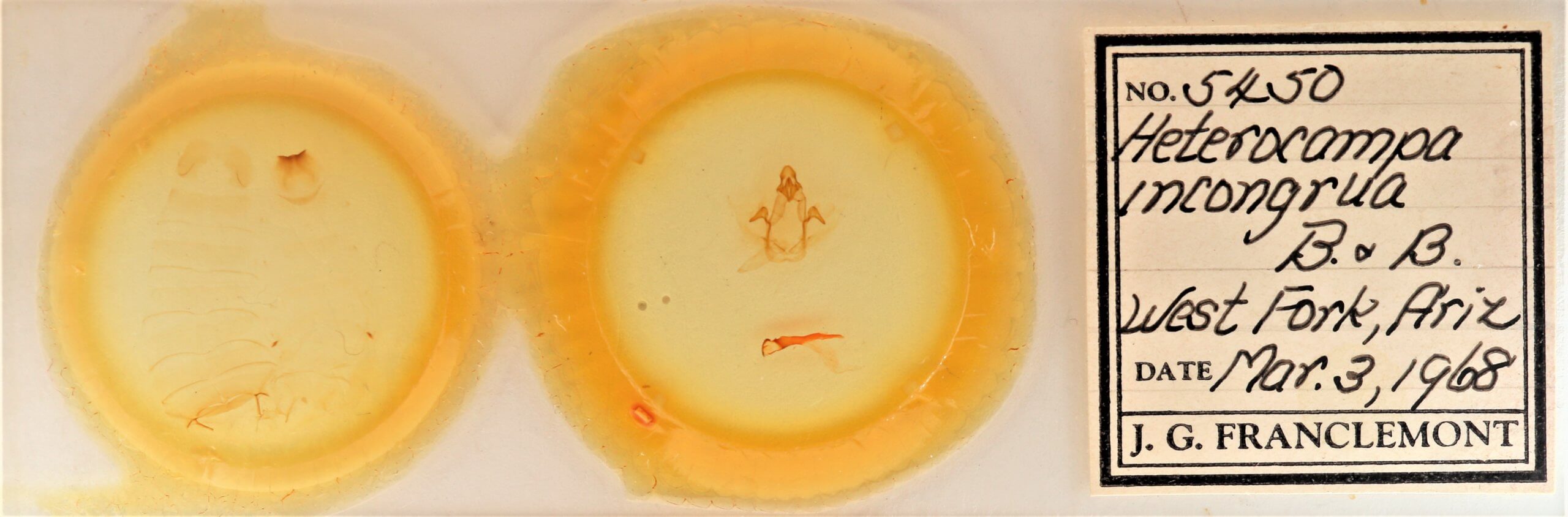 slide view of adult Cecrita incongrua