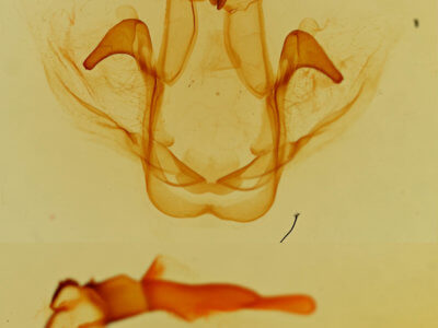 genitalia view of adult Cecrita incongrua